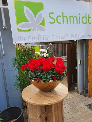 Bekim Tasholli Gipser & Stukkateurbetrieb UG (haftungsbeschränkt)