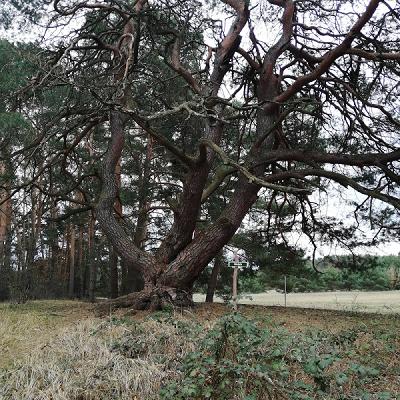 Malerkiefer bei Storkow