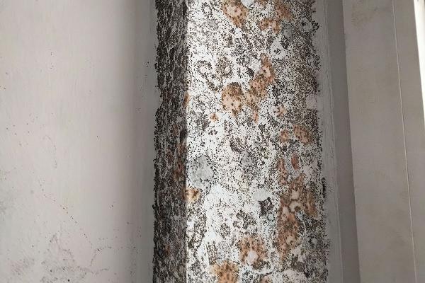 Weik Schimmelsanierung