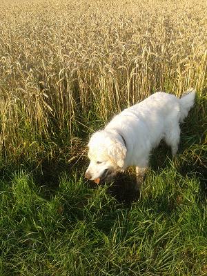 Daniel Denzau Ihr Malermeister in Reinbek - Oststeinbek - Wentorf Sachsenwald