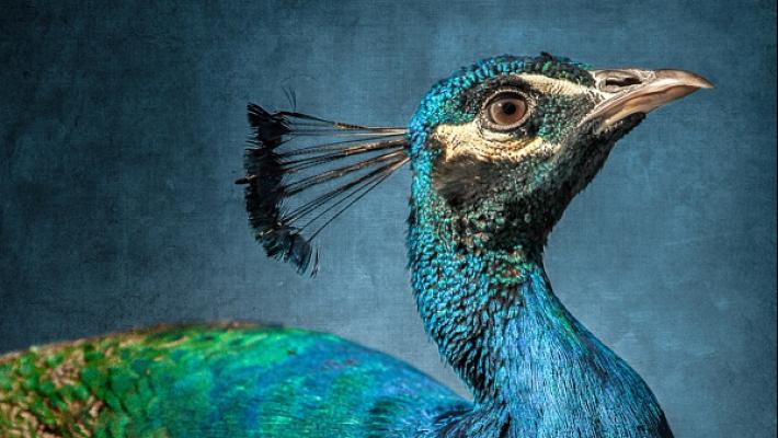 Wohntraum - die Raummanufaktur