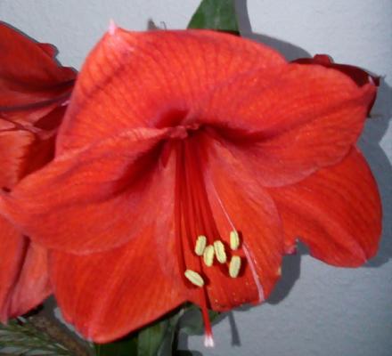 BUMA GmbH Raum- und Fassadengestaltung