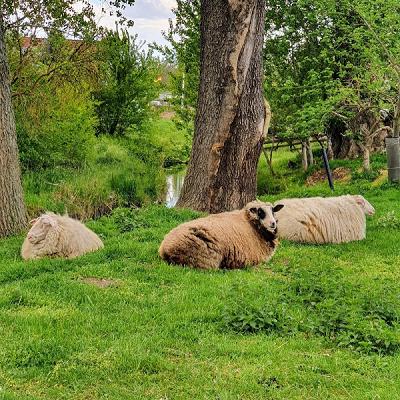 Maler und Innenausbau Knoth